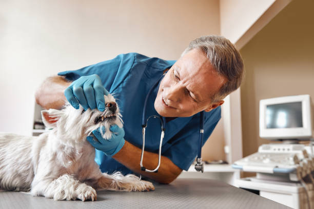 Best Broken Tooth Emergency  in Ridgway, PA